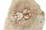 3.85" Cretaceous Ray (Cyclobatis) Pos/Neg - Hakel, Lebanon - #200275-2